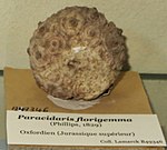 Paracidaris florigemma.JPG