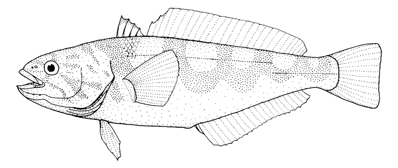 File:Paranotothenia magellanica (Maori cod).gif