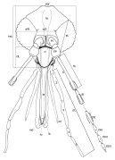 Mouthparts of P. papatasi Parasite170028-fig1 Illustrated guide of Phlebotominae (Diptera, Psychodidae).png