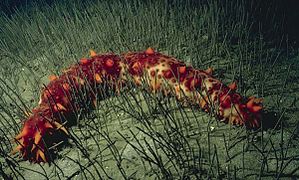 Giant California sea cucumber（英語：Giant California sea cucumber）