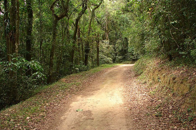 File:Parque da Cantareira-Trilha 02.jpg