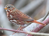 A living Passerella iliaca, or fox sparrow Passerella iliaca-001.jpg