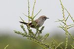 Miniatura para Pseudasthenes patagonica