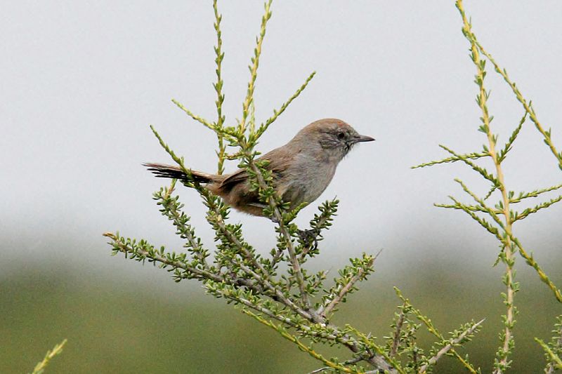 File:Patagonia Canastero (Pseudasthenes patagonica) (15774685157).jpg