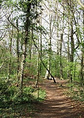 Woodland in Loynton Moss Path through the woods - geograph.org.uk - 1274916.jpg