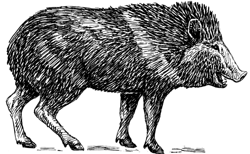 File:Peccary (PSF).png