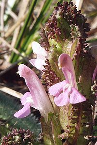 Pedicularis sylvatica 280407b.jpg