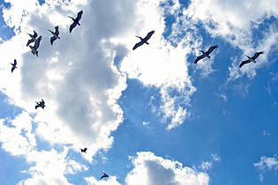 Pelicans flock flying over Havana Bay area.