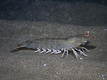 Penaeus kerathurus Francja.jpg