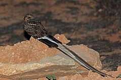 Pennant-winged Nightjar, Luita, DRC (6109951936).jpg