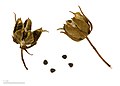  Pentapetes phoenicea