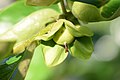 Persimmon young fruit 5.jpg