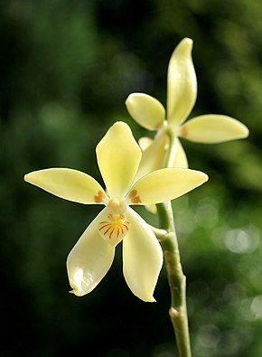 Descrizione dell'immagine Phalaenopsis cochlearis-Orchi 2012-06-23 007.jpg.