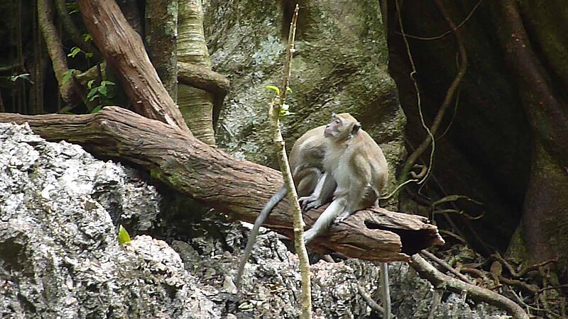 File:Phang Nga - Wat Suwannakuha P1120515.JPG