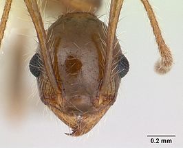 Pheidole pubiventris