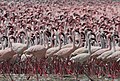 Huge flock at Lake Bogoria, Kenya
