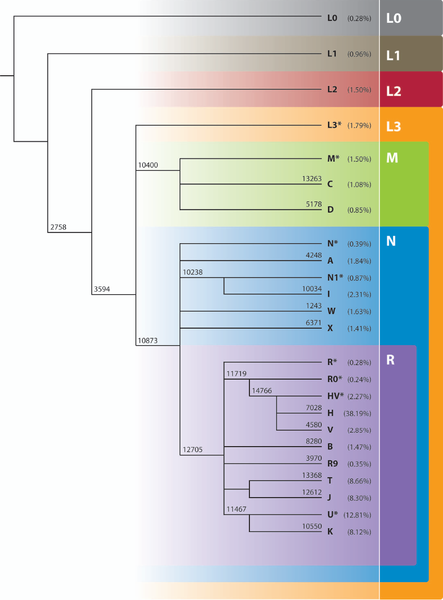 File:Phylogeny of mtDNA Haplogroups.png