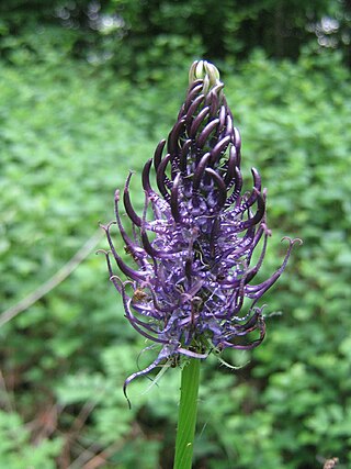 <i>Phyteuma nigrum</i> Species of plant