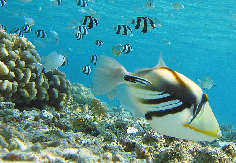 File:Picasso triggerfish2.jpg