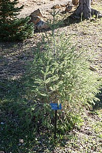 Picea likiangensis var. hirtella - Grădina Botanică Quarryhill - DSC03469.JPG