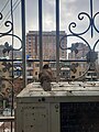 File:Pigeon behind Window.jpg