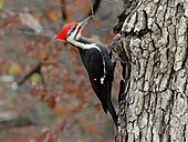 A living Dryocopus pileatus, or pileated woodpecker PileatedWoodpeckerFeedingonTree.jpg