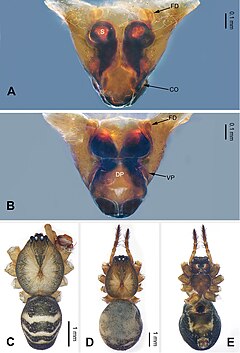 Description de l'image Pimoa binchuanensis (10.3897-zookeys.855.33501) Figure 2.jpg.