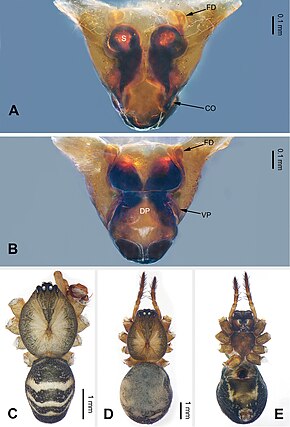 Descrizione immagine Pimoa binchuanensis (10.3897-zookeys.855.33501) Figura 2.jpg.