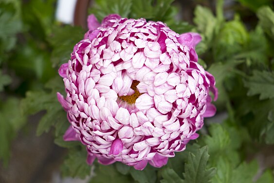 Pink chrysanthemum