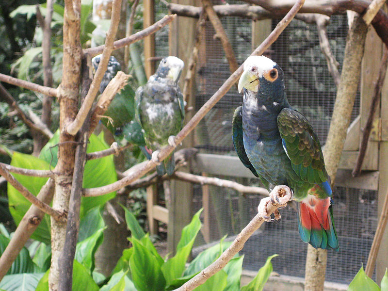 File:Pionus senilis -Macaw Mountain Bird Park, Honduras-8a.jpg