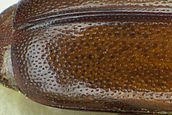 Pityophagus ferrugineus detail.jpg