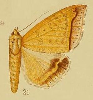 <i>Ophisma albitermia</i> Species of moth