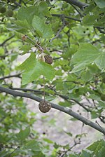 Thumbnail for File:Platanus occidentalis- 3460.jpg