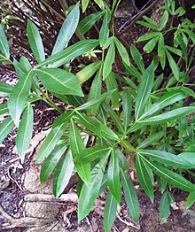 Platylophus trifoliatus Putih Alder - Harold Porter Taman 2.jpg