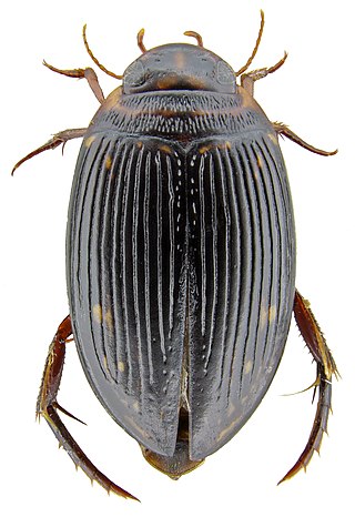 <i>Platynectes</i> Genus of beetles