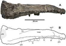 Snout of the holotype Plesiosuchus holotype.png