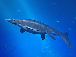 Plesiotylosaurus