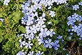 * Nomination Plumbago auriculata --Vengolis 02:05, 22 December 2017 (UTC) * Promotion Good quality. -- Johann Jaritz 02:59, 22 December 2017 (UTC)