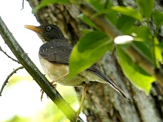<span class="mw-page-title-main">Plumbeous-backed thrush</span> Species of bird