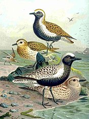 Pluvialis apricaria and Pluvialis squatarola by Naumann.jpg