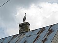 Polski: Bocian we wsi Krukowszczyzna, gmina Korycin, podlaskie English: A stork in Krukowszczyzna village, gmina Korycin, podlaskie, Poland