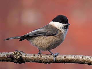 <span class="mw-page-title-main">Willow tit</span> Species of passerine bird in the tit family Paridae