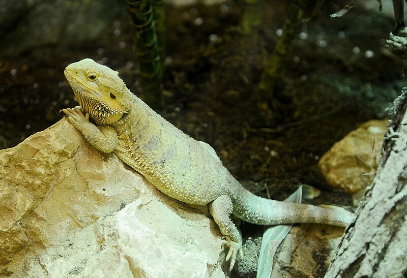 File:Pogona vitticeps July 2015-1.jpg