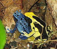 Poison Dart Frogs.jpg