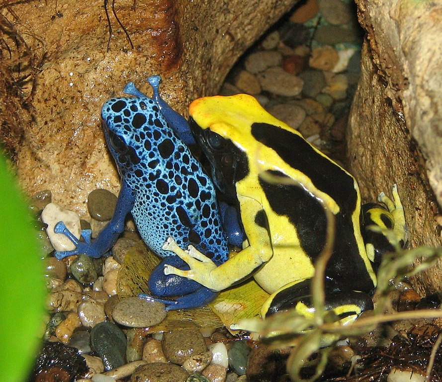 Two Dart Frogs