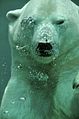 Polar-bear in water.jpg