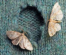 Two bisselliella adults Polilla de la Ropa..jpg