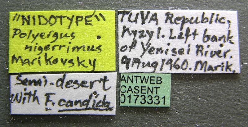 File:Polyergus nigerrimus casent0173331 label 1.jpg