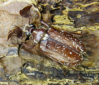 Polyphylla fullo has distinctive fan-like antennae, one of several distinct forms for the appendages among beetles. Polyphylla fullo up.jpg