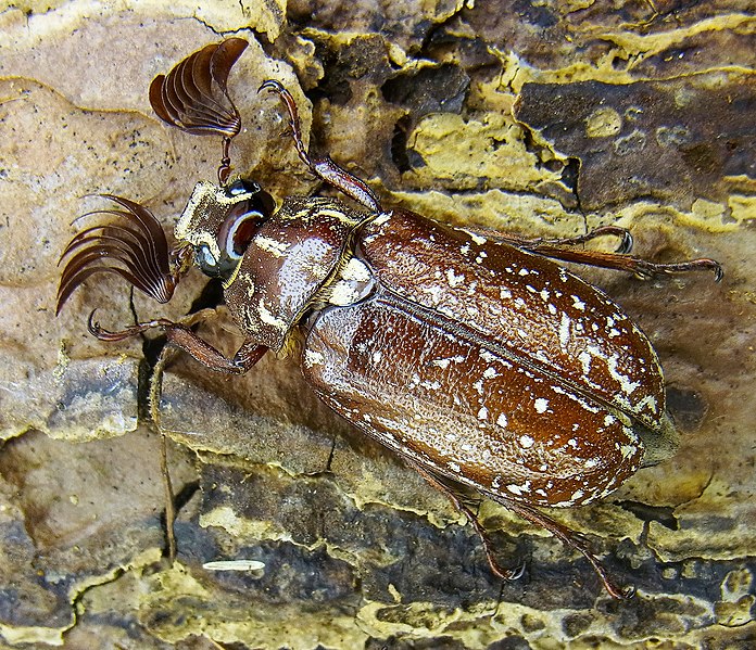 File:Polyphylla fullo up.jpg